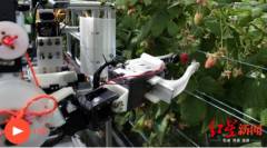 世界首臺采摘機器人開摘 每天可干20小時