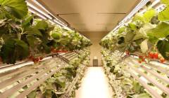 �n��(gu��)Smart Farm Factory���^��I(y��)����Agronics