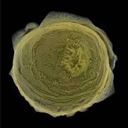 ���Ɓ��C�������¡��L�A��